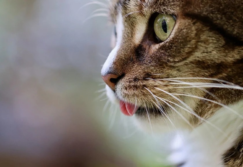 Memotong Kumis Kucing Sama Dengan Merusak Alat Sensor Mereka! Ini Fungsi Kumis Pada Kucing
